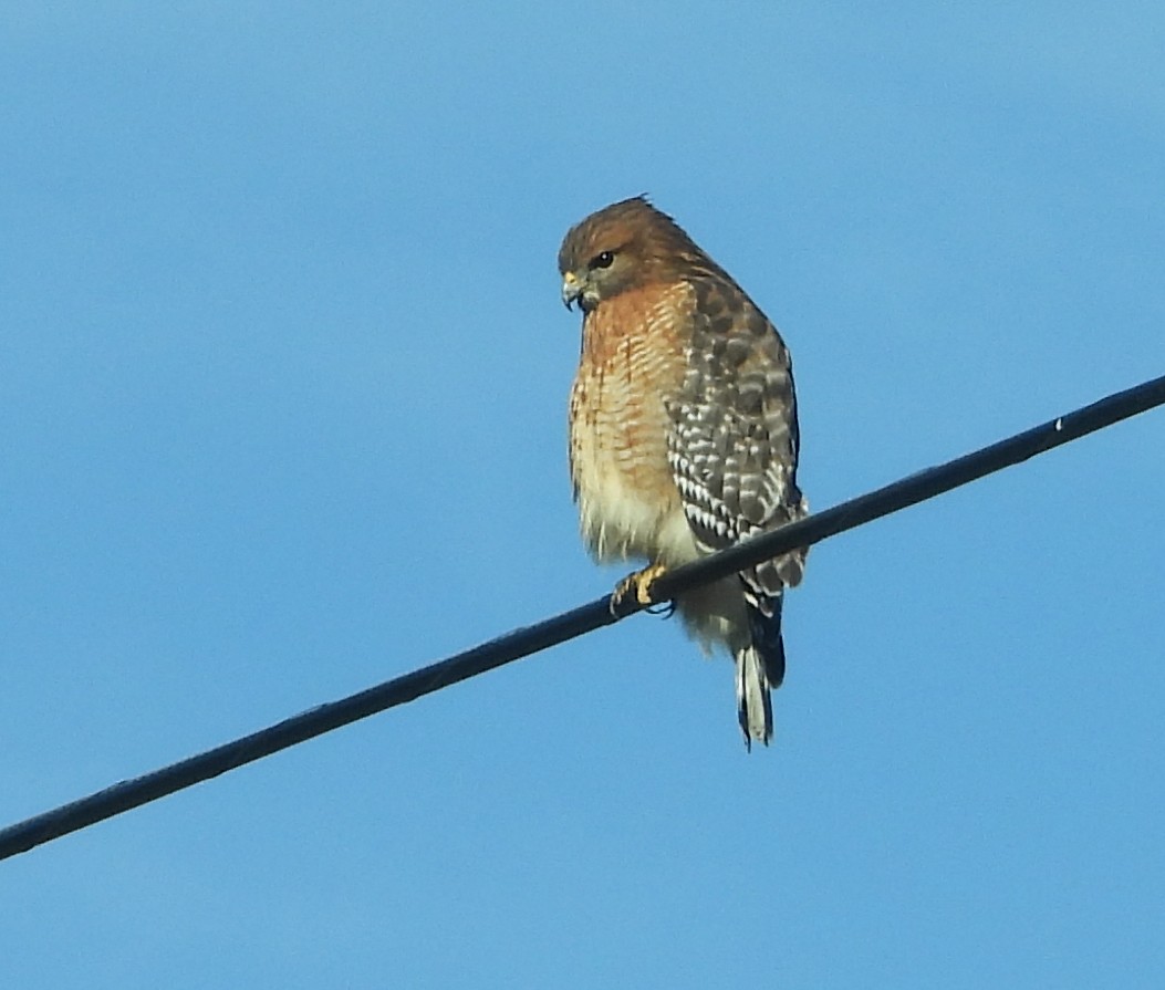 Red-shouldered Hawk - ML647033072
