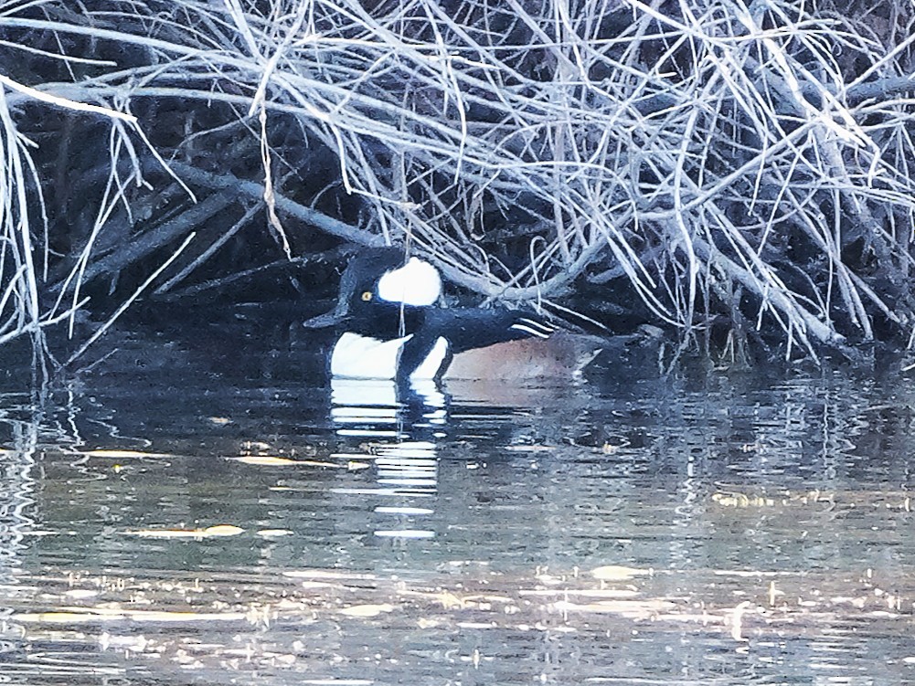 Hooded Merganser - ML647033075