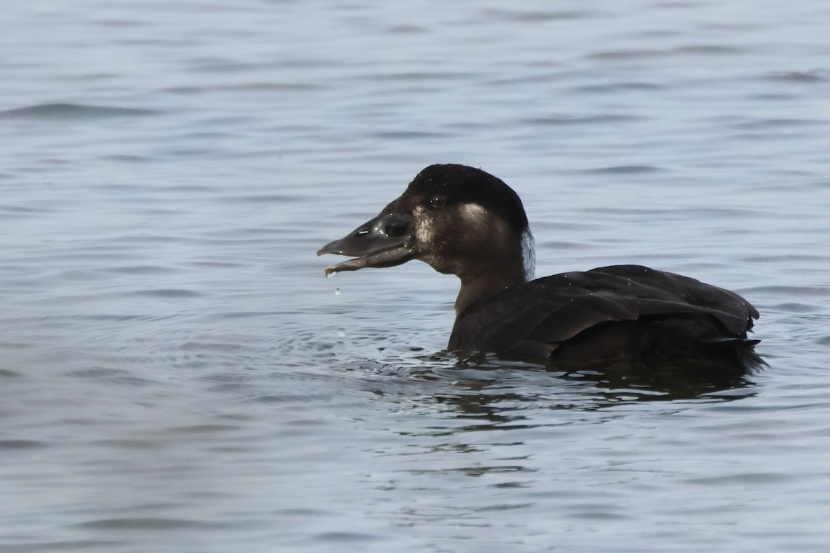 Surf Scoter - ML647033076