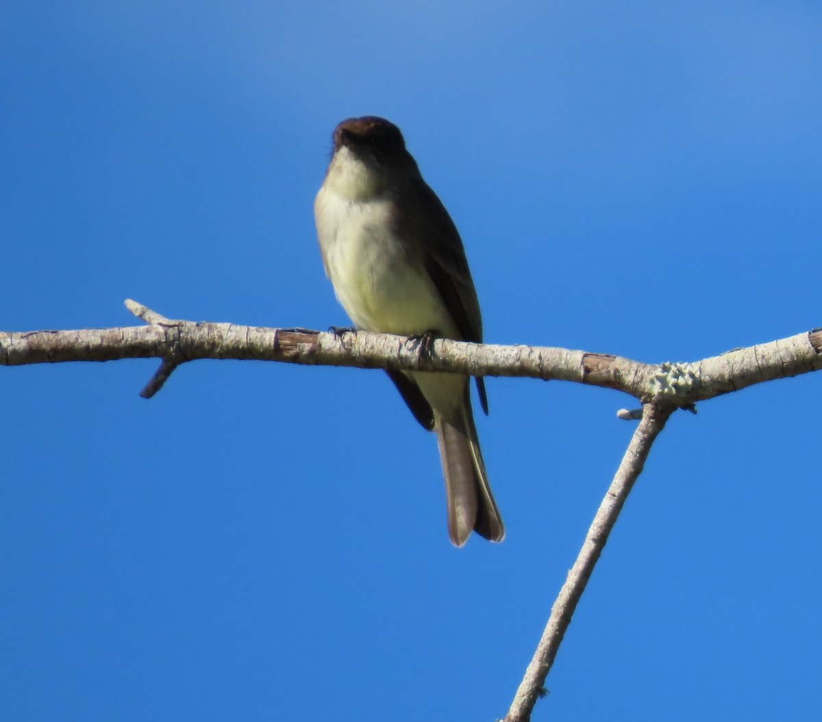 Eastern Phoebe - ML647033077
