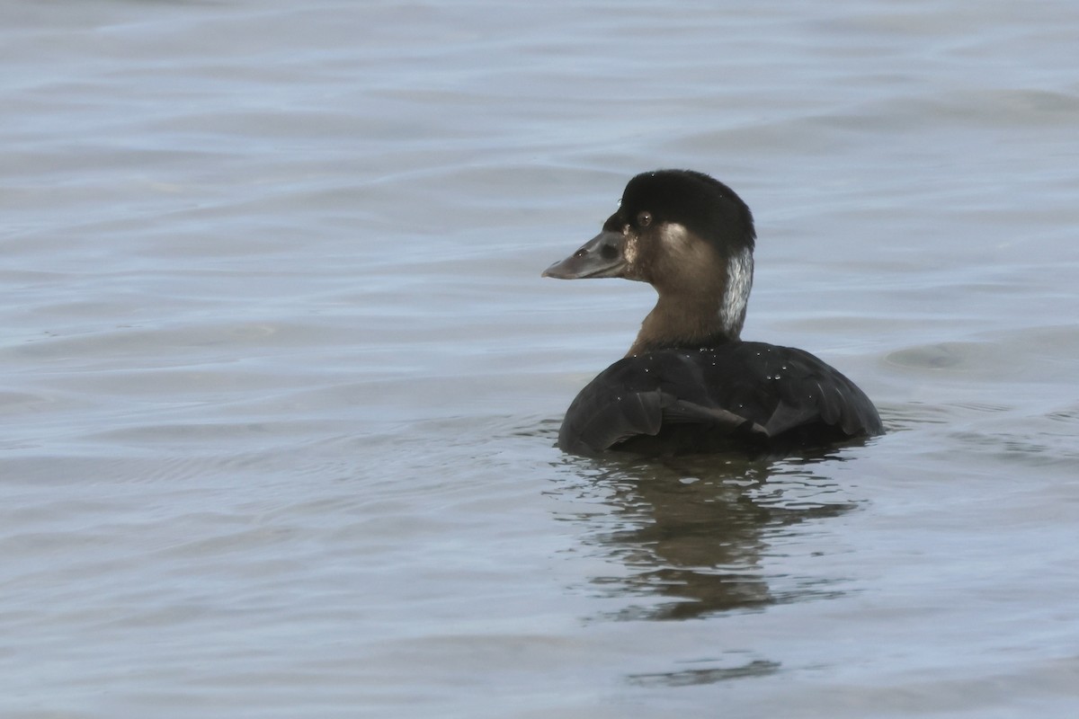 Surf Scoter - ML647033078