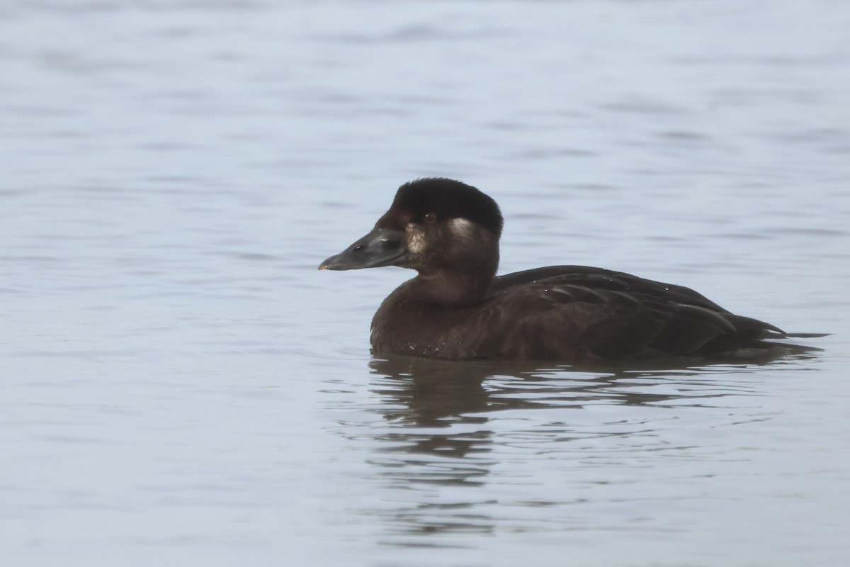 Surf Scoter - ML647033079