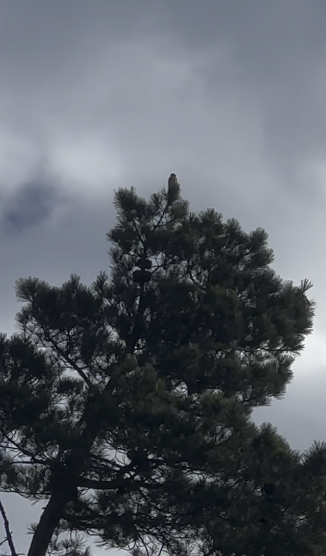 American Kestrel - ML647033080