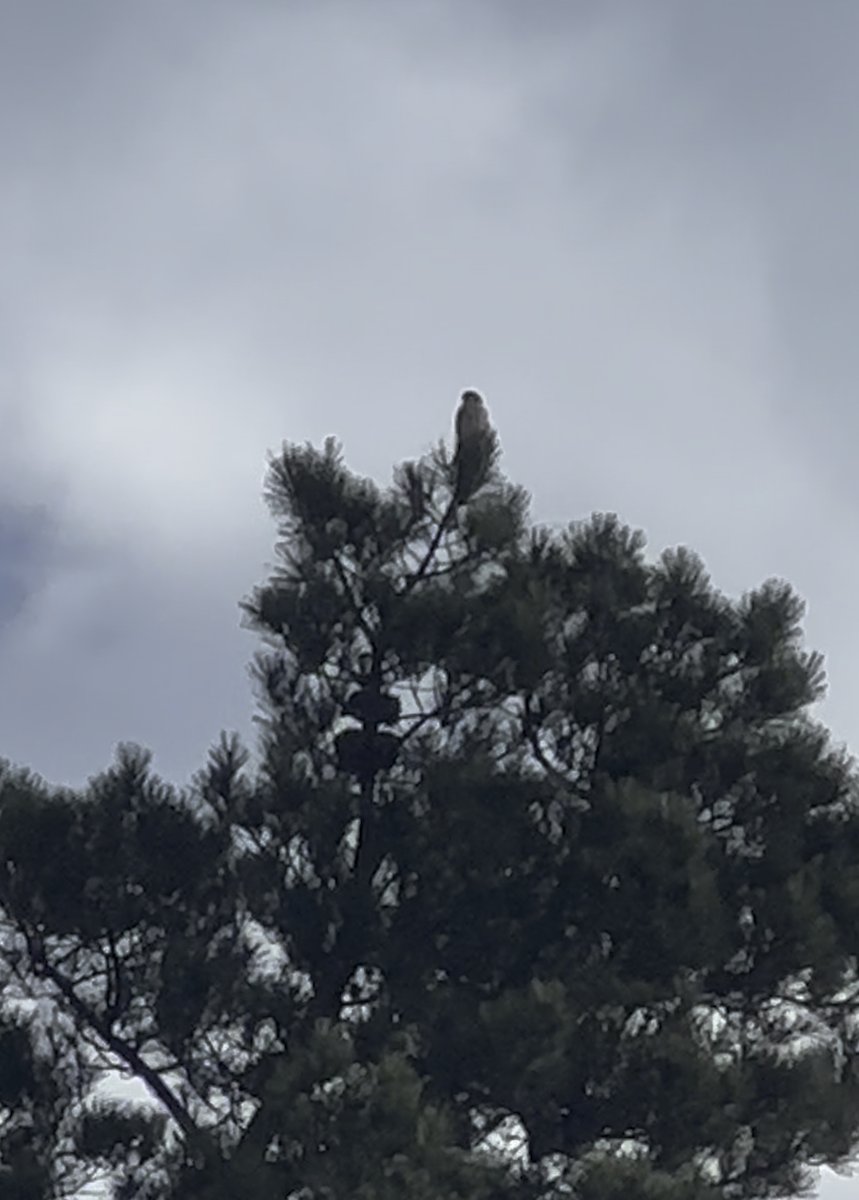 American Kestrel - ML647033081