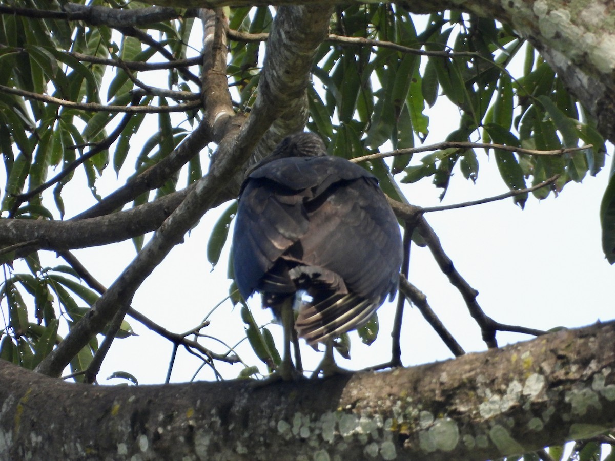 Black Vulture - ML647033082
