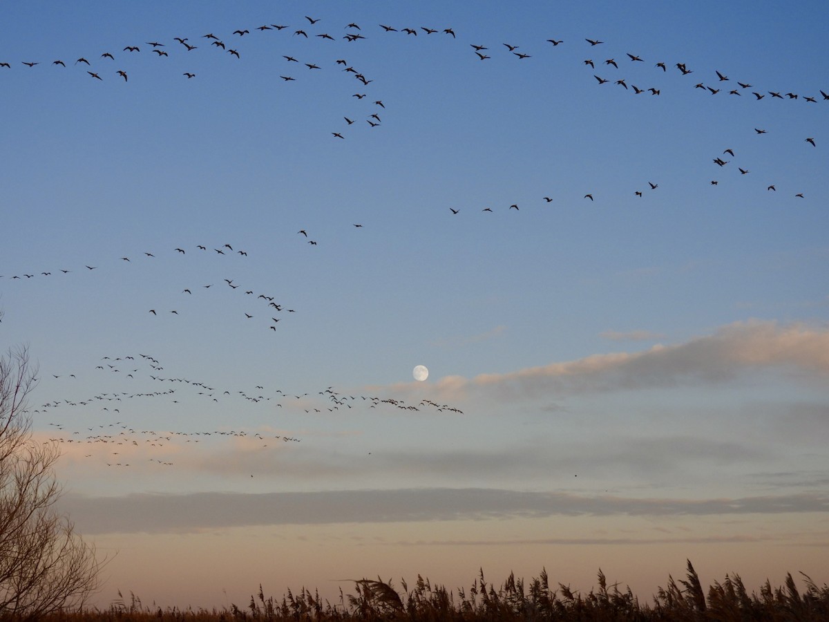 Pink-footed Goose - ML647033083