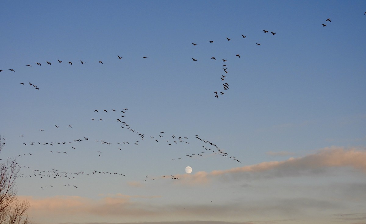 Pink-footed Goose - ML647033084