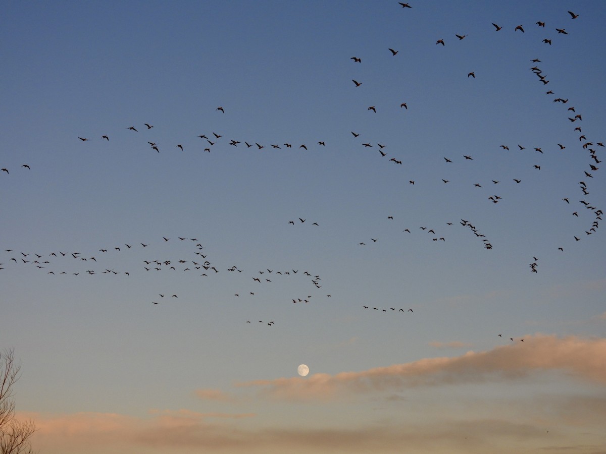 Pink-footed Goose - ML647033085