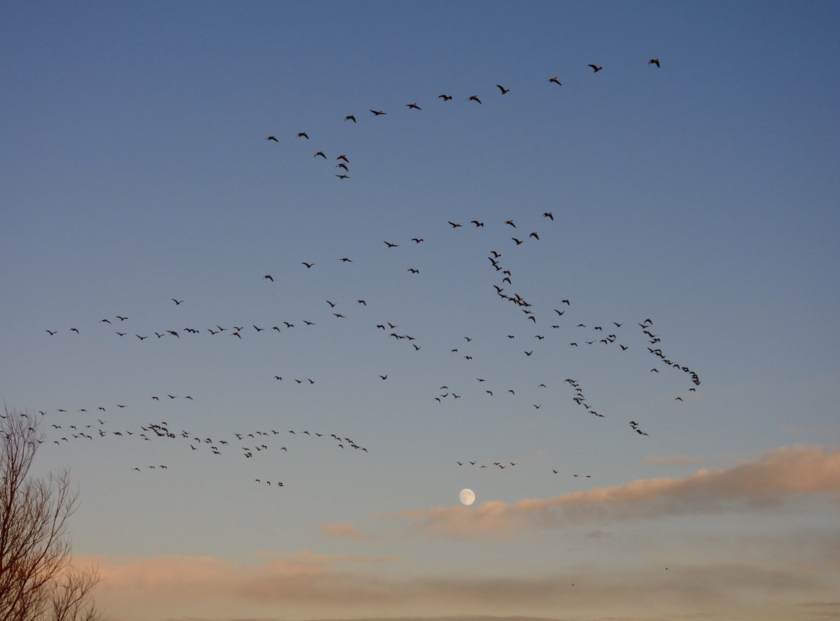 Pink-footed Goose - ML647033086
