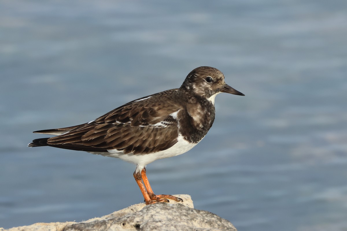 Ruddy Turnstone - ML647033091