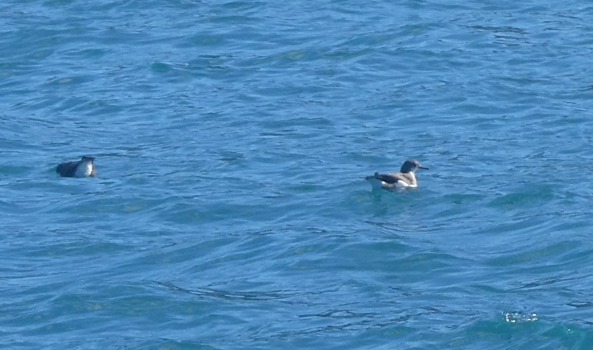 Fluttering Shearwater - ML647033092