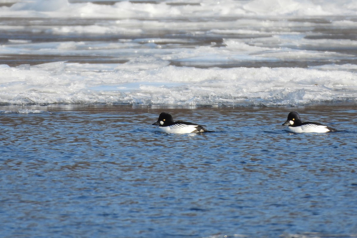 Common Goldeneye - ML647033095