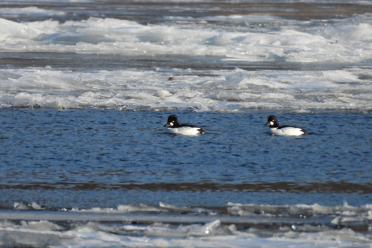Common Goldeneye - ML647033096