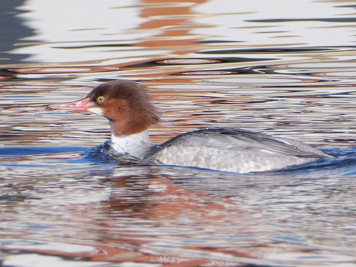 Common Merganser - ML647033097