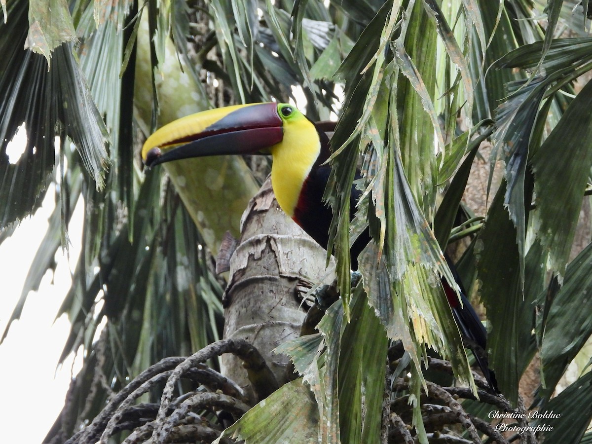 Yellow-throated Toucan - ML647033098