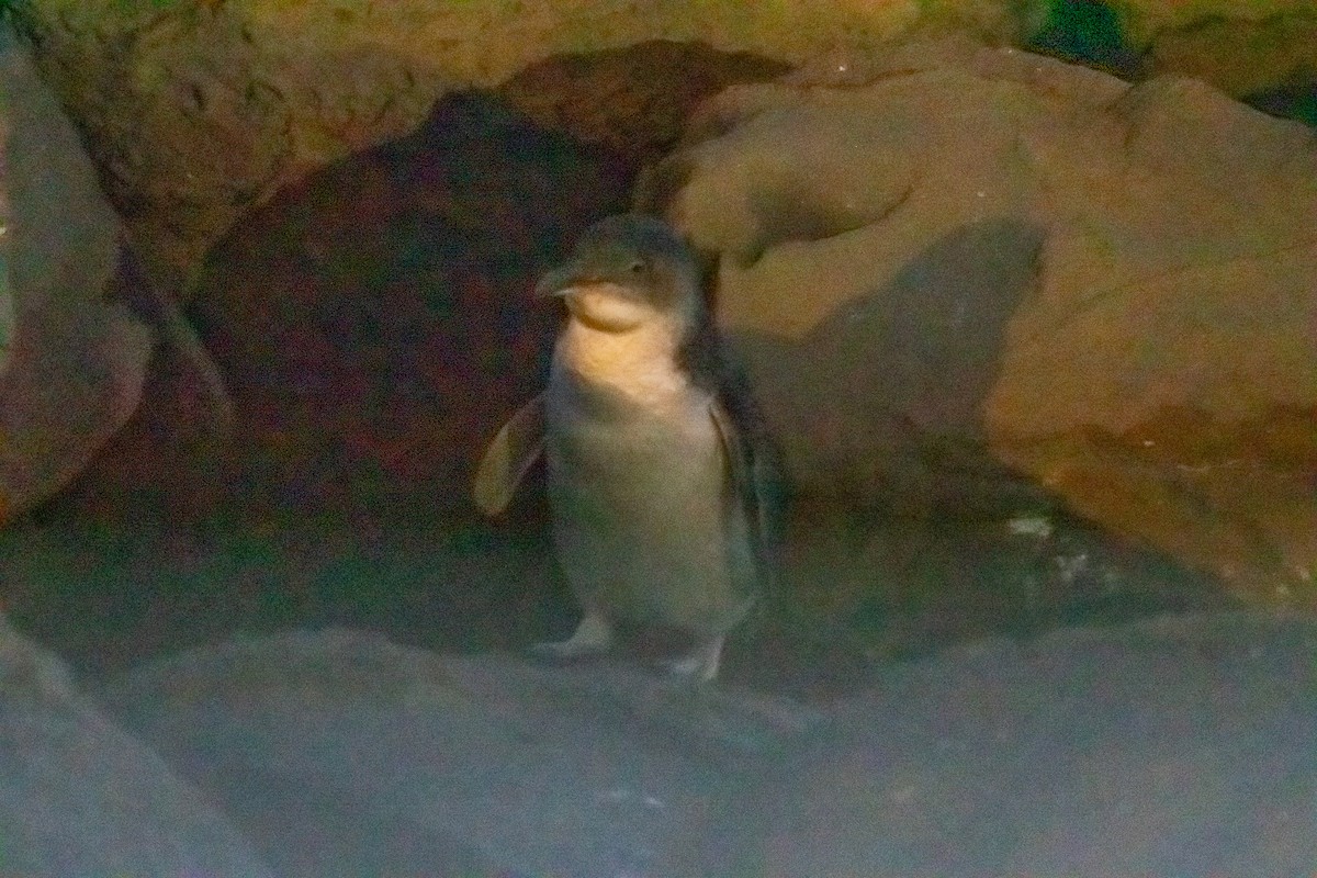 Малый пингвин - ML647033103