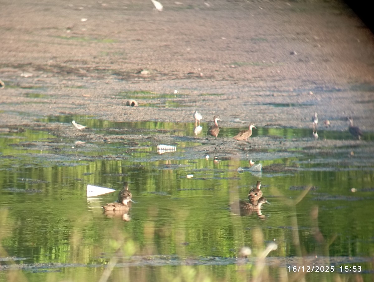 Andaman Teal - ML647033108