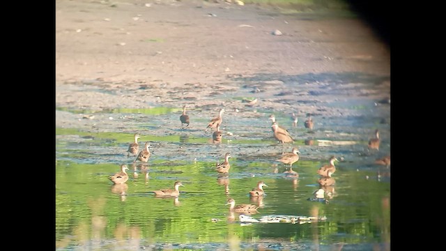 Andaman Teal - ML647033109