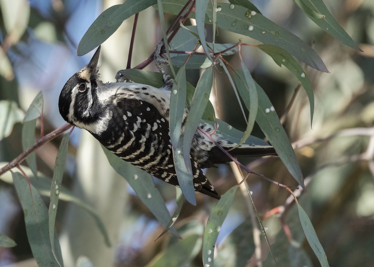 Nuttall's Woodpecker - ML647033112