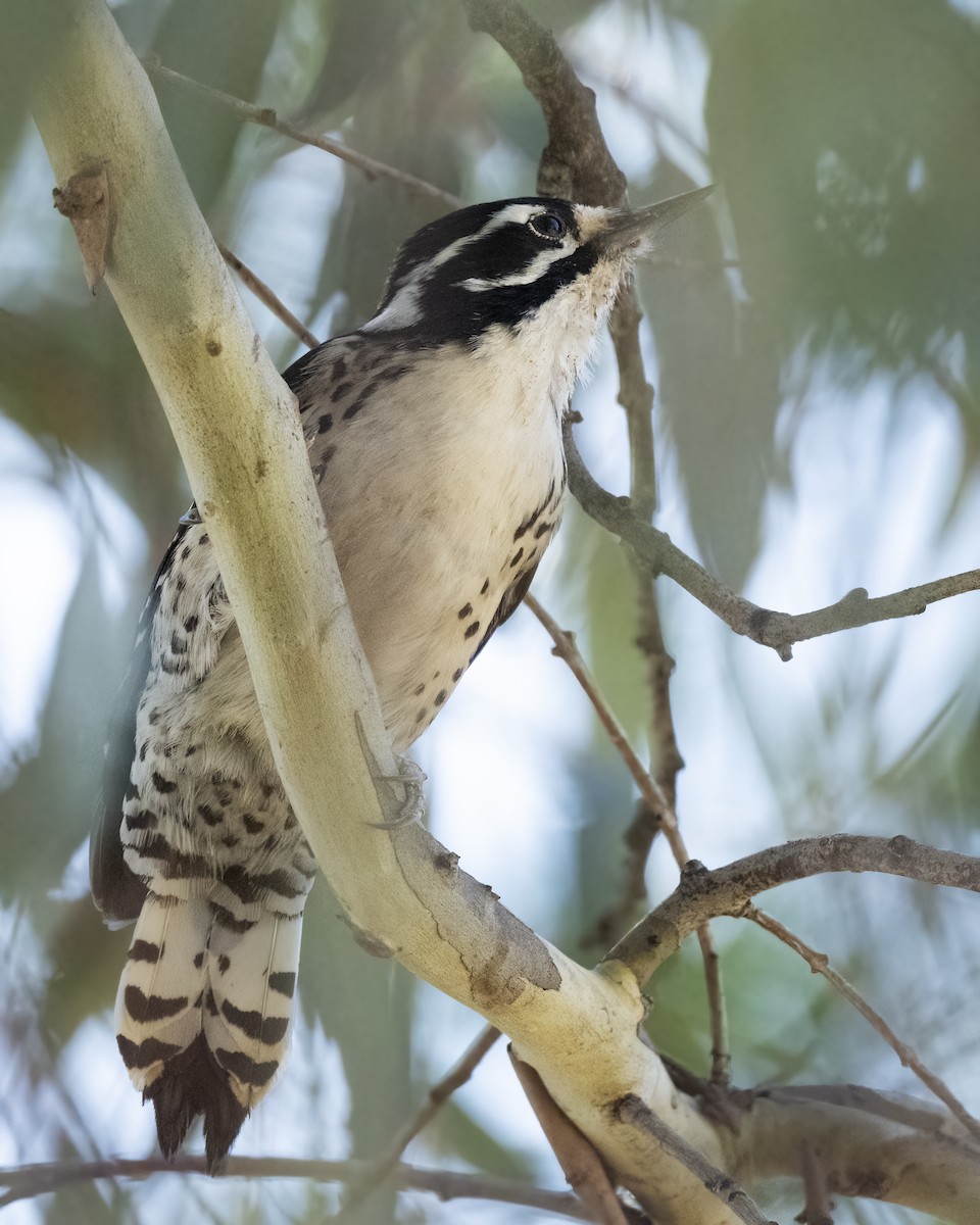 Nuttall's Woodpecker - ML647033113