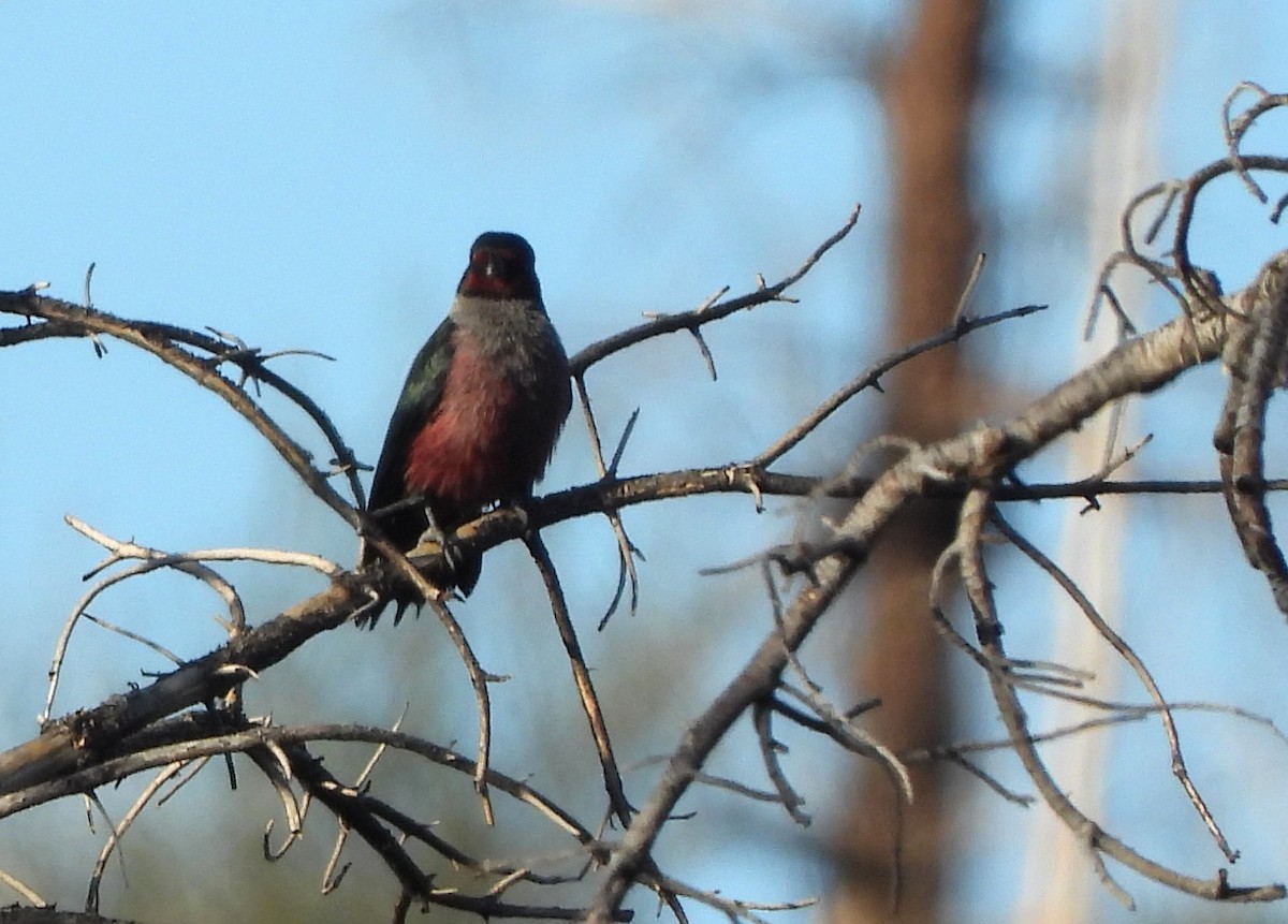 Lewis's Woodpecker - ML647033117
