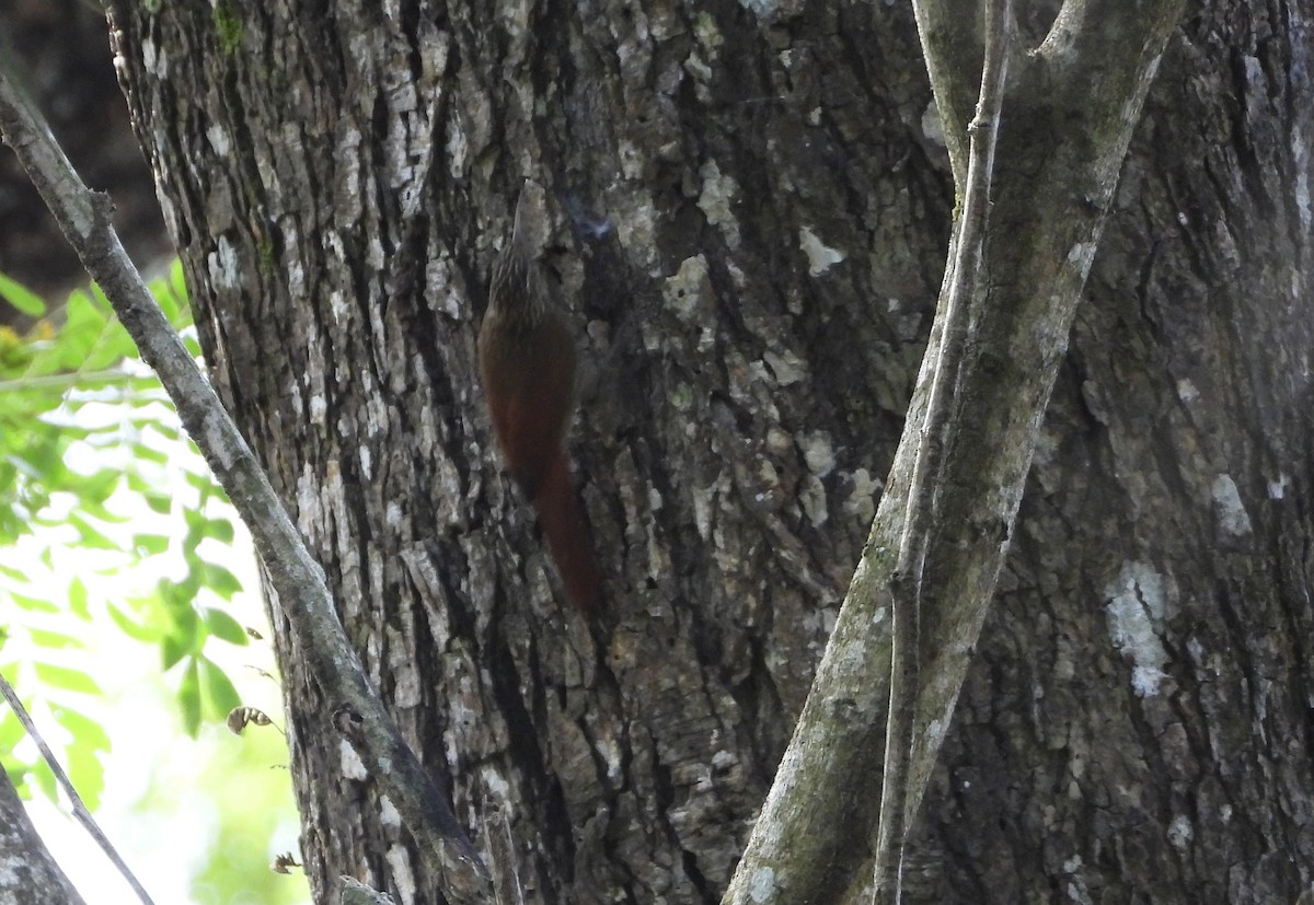 Streak-headed Woodcreeper - ML647033120