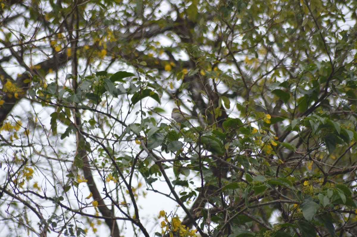 Tennessee Warbler - ML647033130