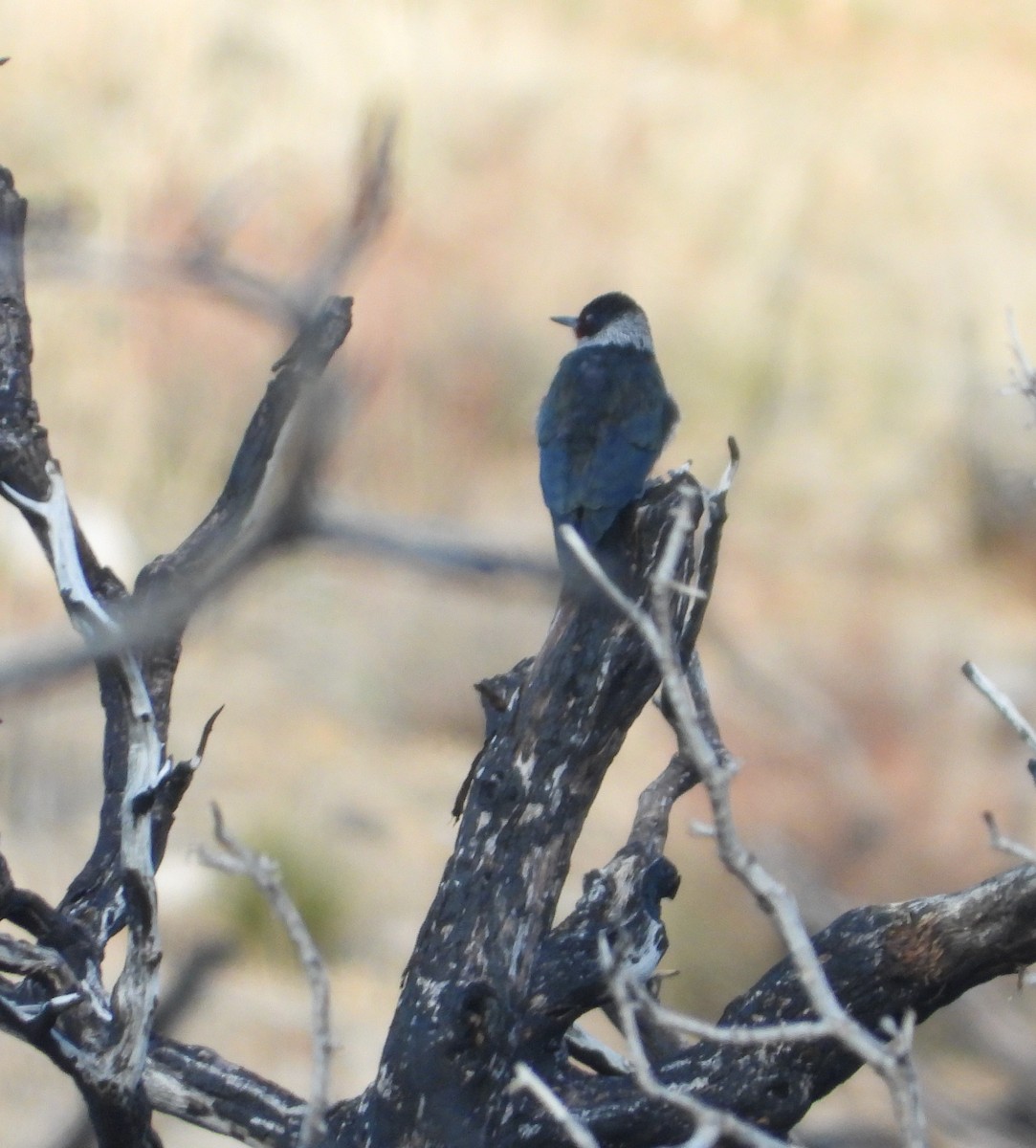 Lewis's Woodpecker - ML647033131