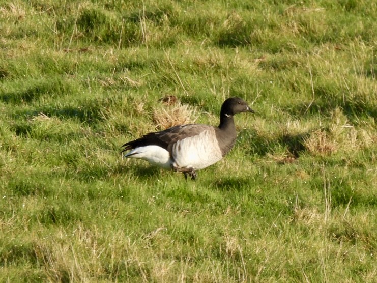 Brant (Pale-bellied) - ML647033135