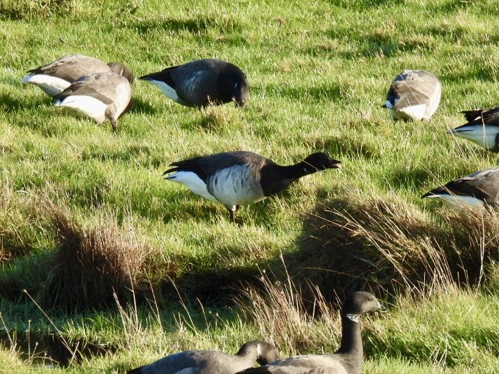 Brant (Pale-bellied) - ML647033137