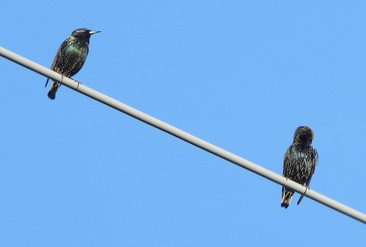 European Starling - ML647033147