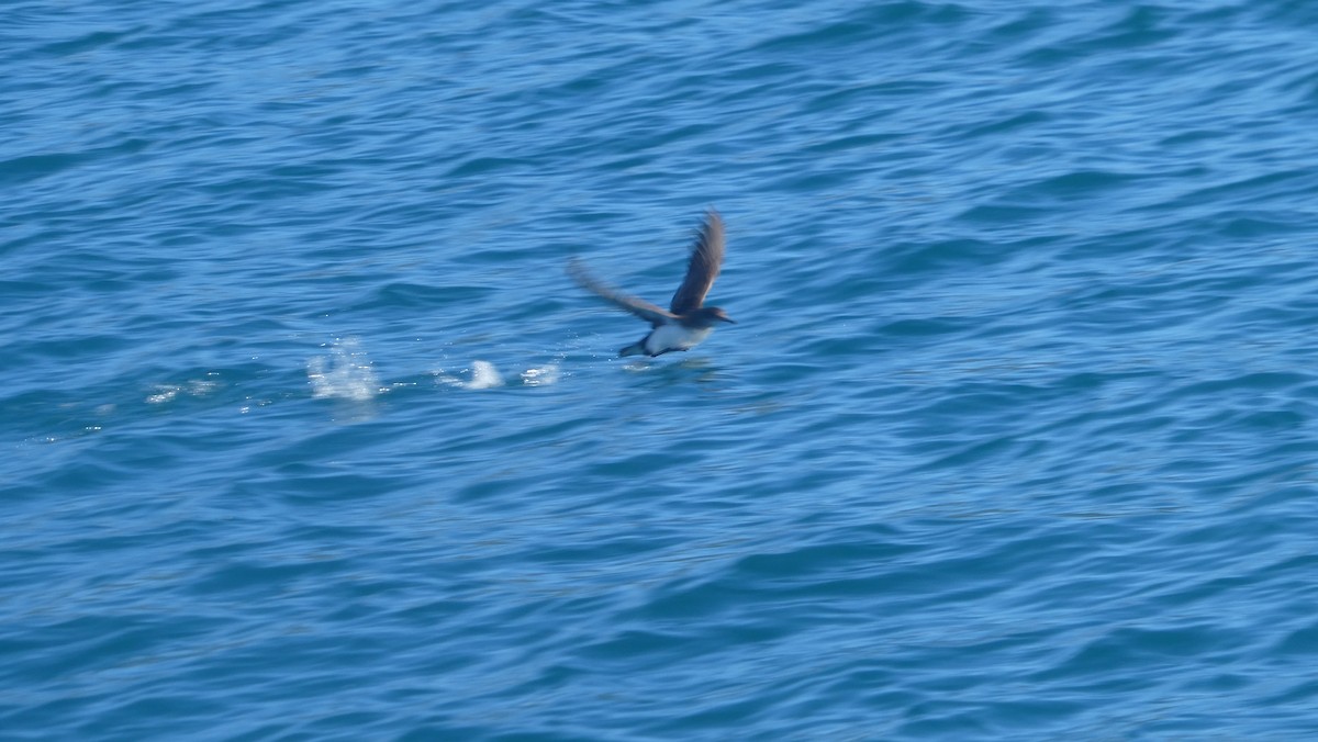 Flattersturmtaucher - ML647033149