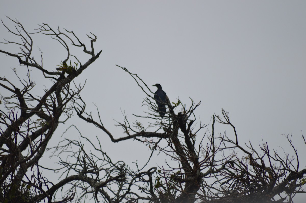 Zanate Mexicano - ML647033155