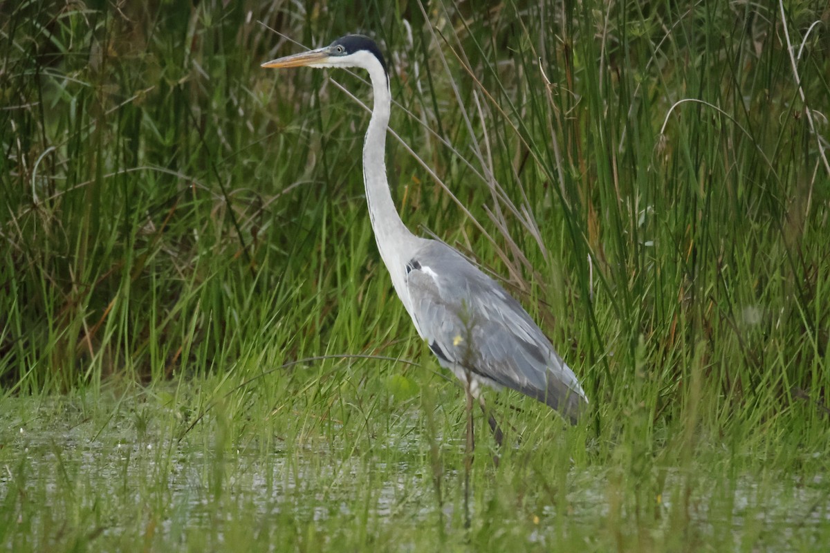 Garza Cuca - ML647033159