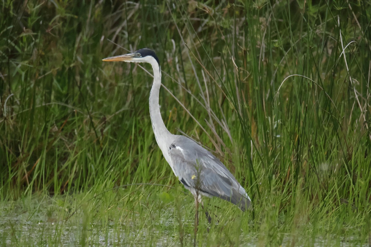 Garza Cuca - ML647033160