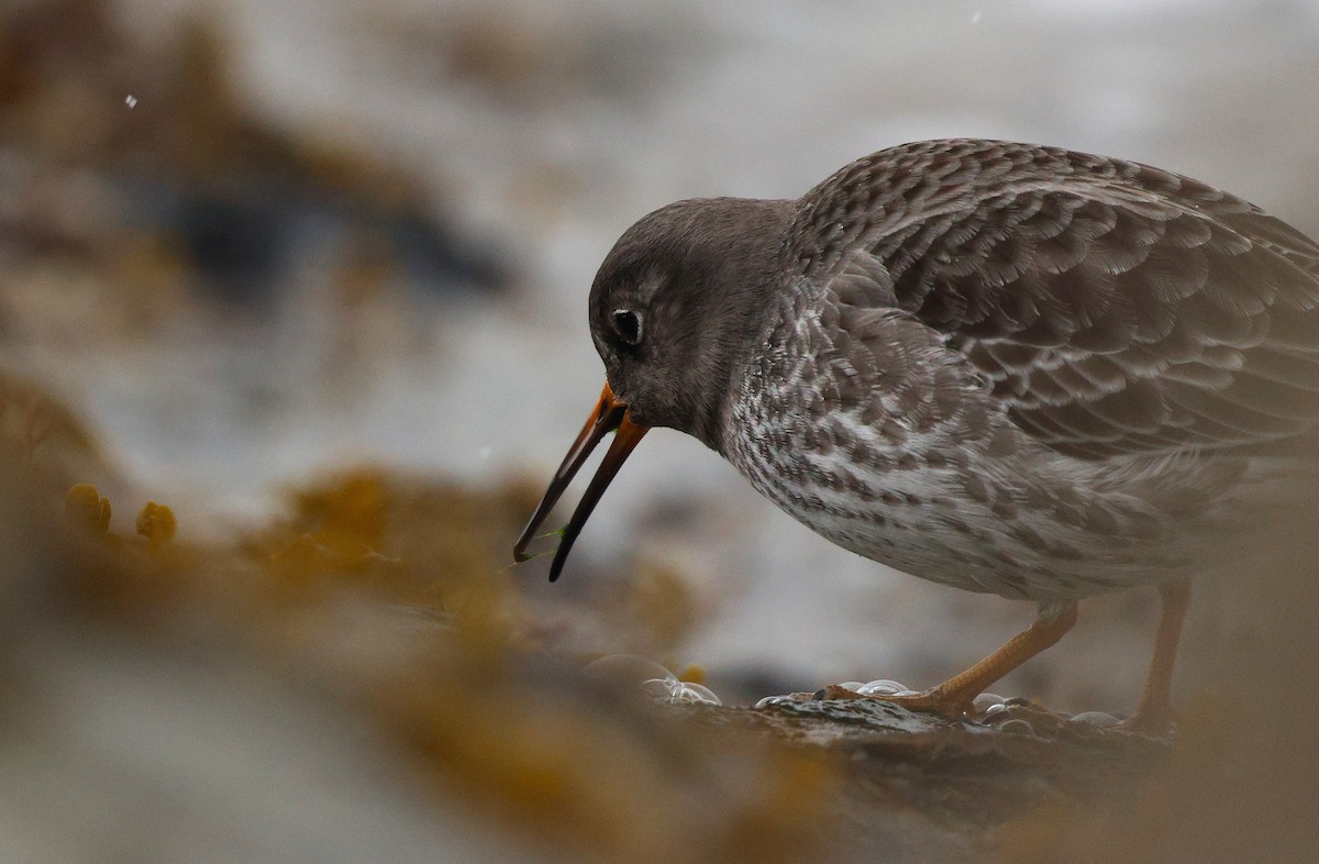 Correlimos Oscuro - ML647033161