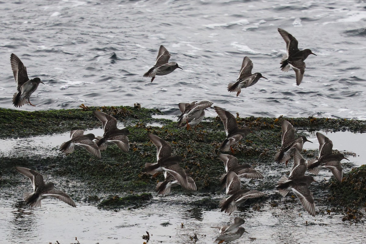 Correlimos Oscuro - ML647033162