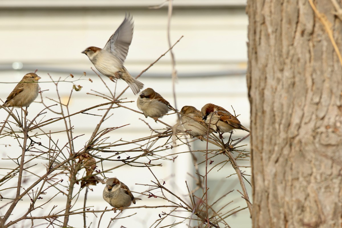 Gorrión Común - ML647033166