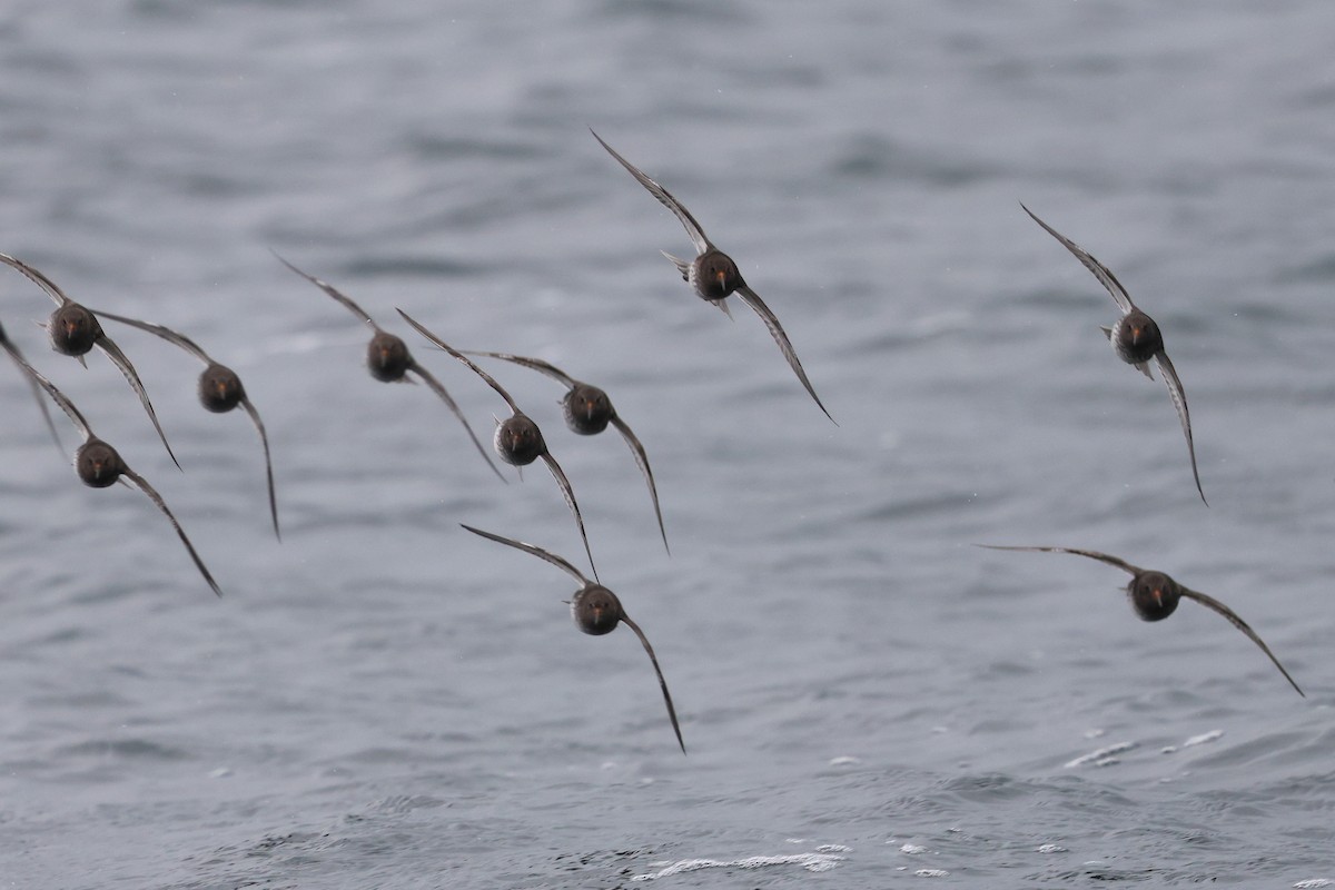 Correlimos Oscuro - ML647033167