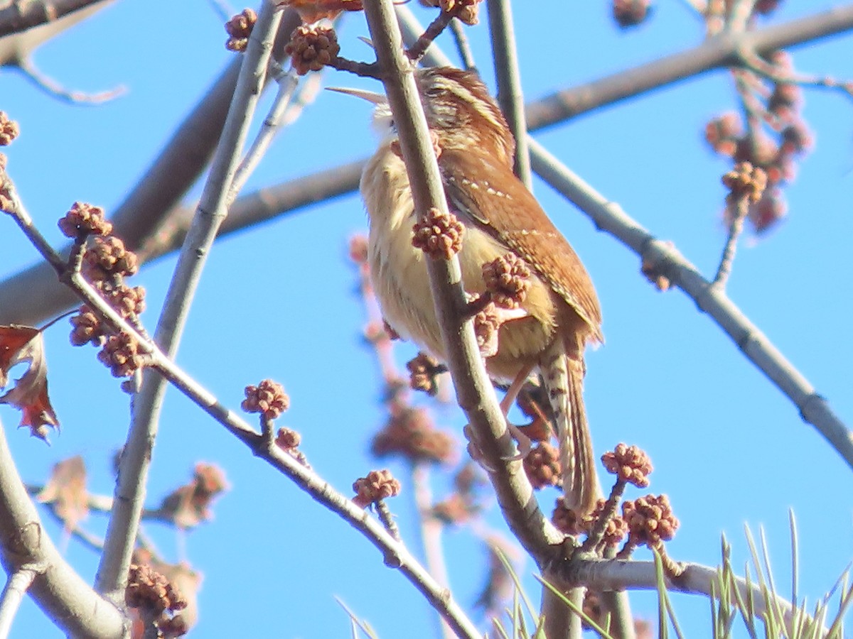 Cucarachero de Carolina - ML647033195