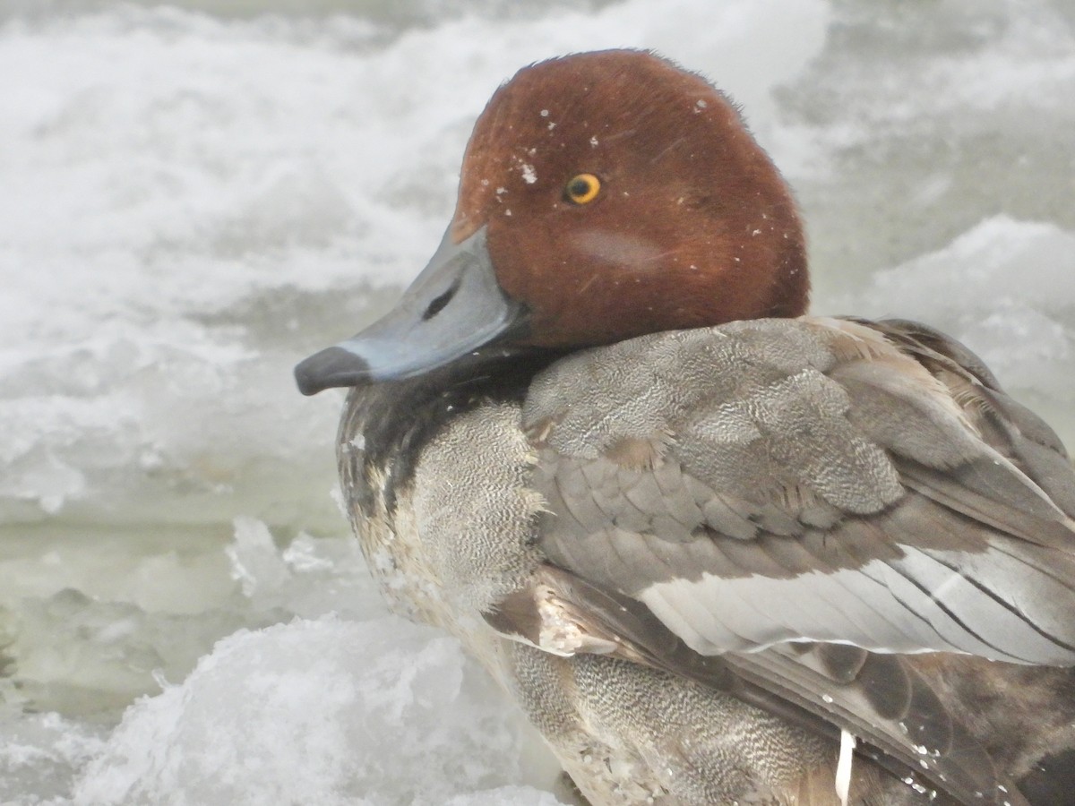 Porrón Americano - ML647033196