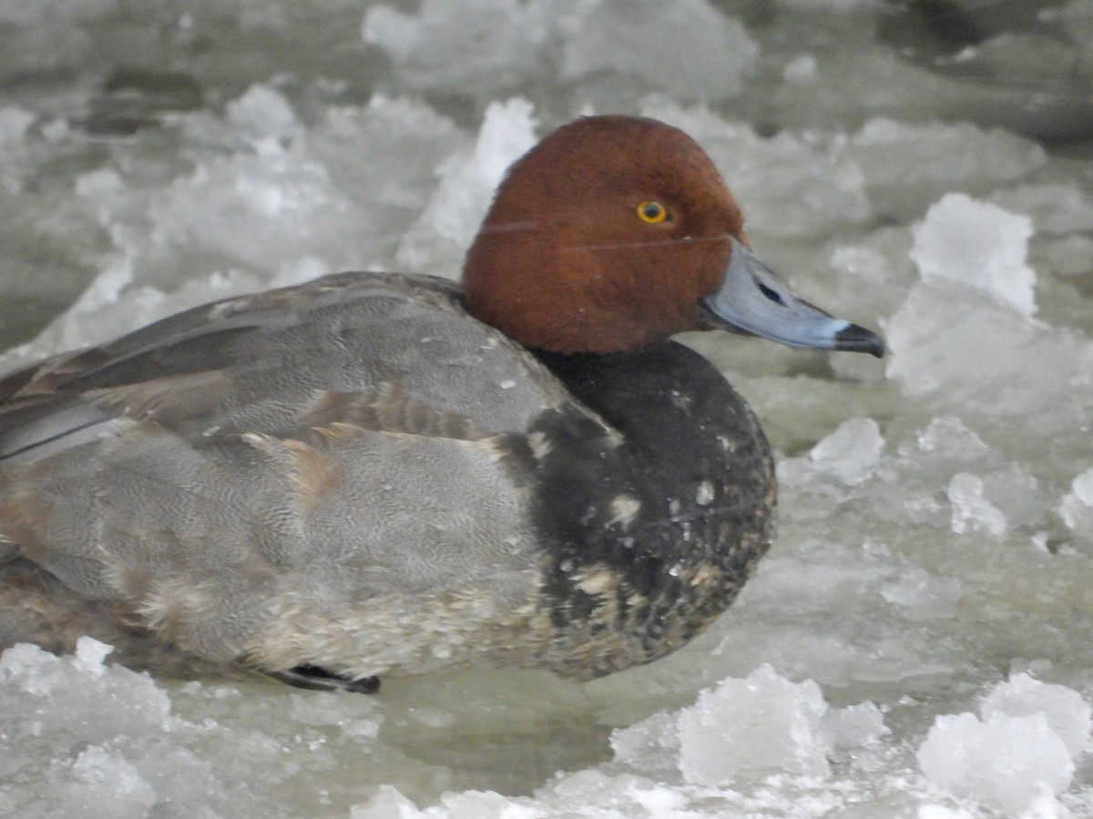 Porrón Americano - ML647033197