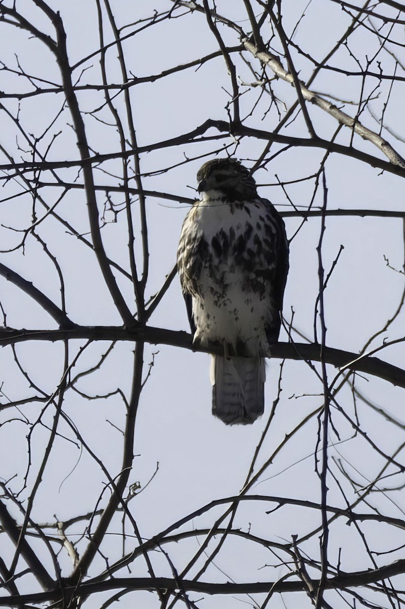 Busardo Colirrojo - ML647033198