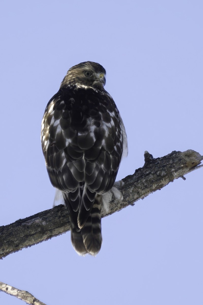 Busardo Colirrojo - ML647033199