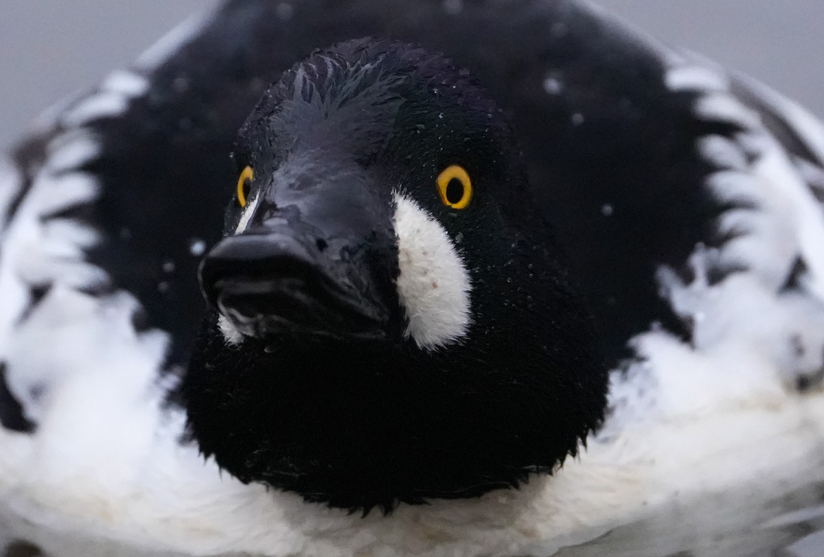 Porrón Osculado - ML647033200