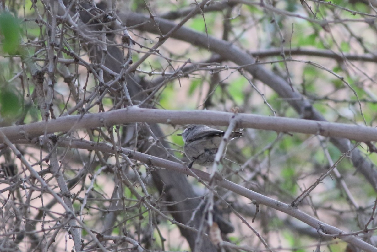 Mosquitero Sencillo - ML647033208