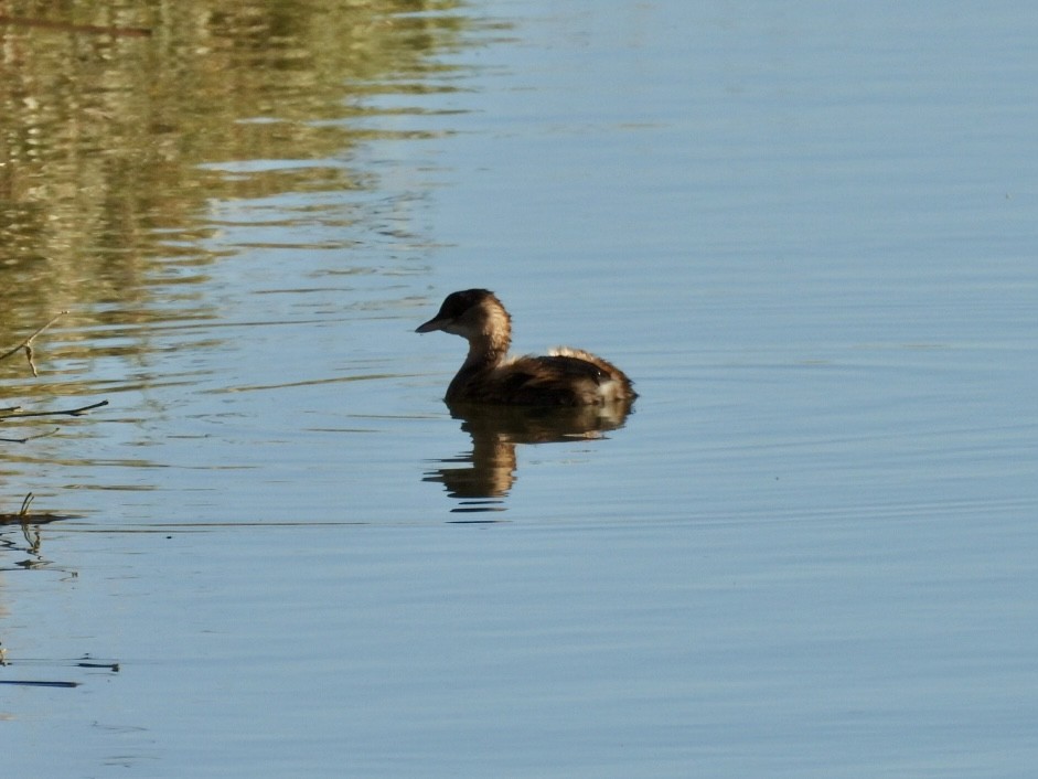 Little Grebe - ML647033213