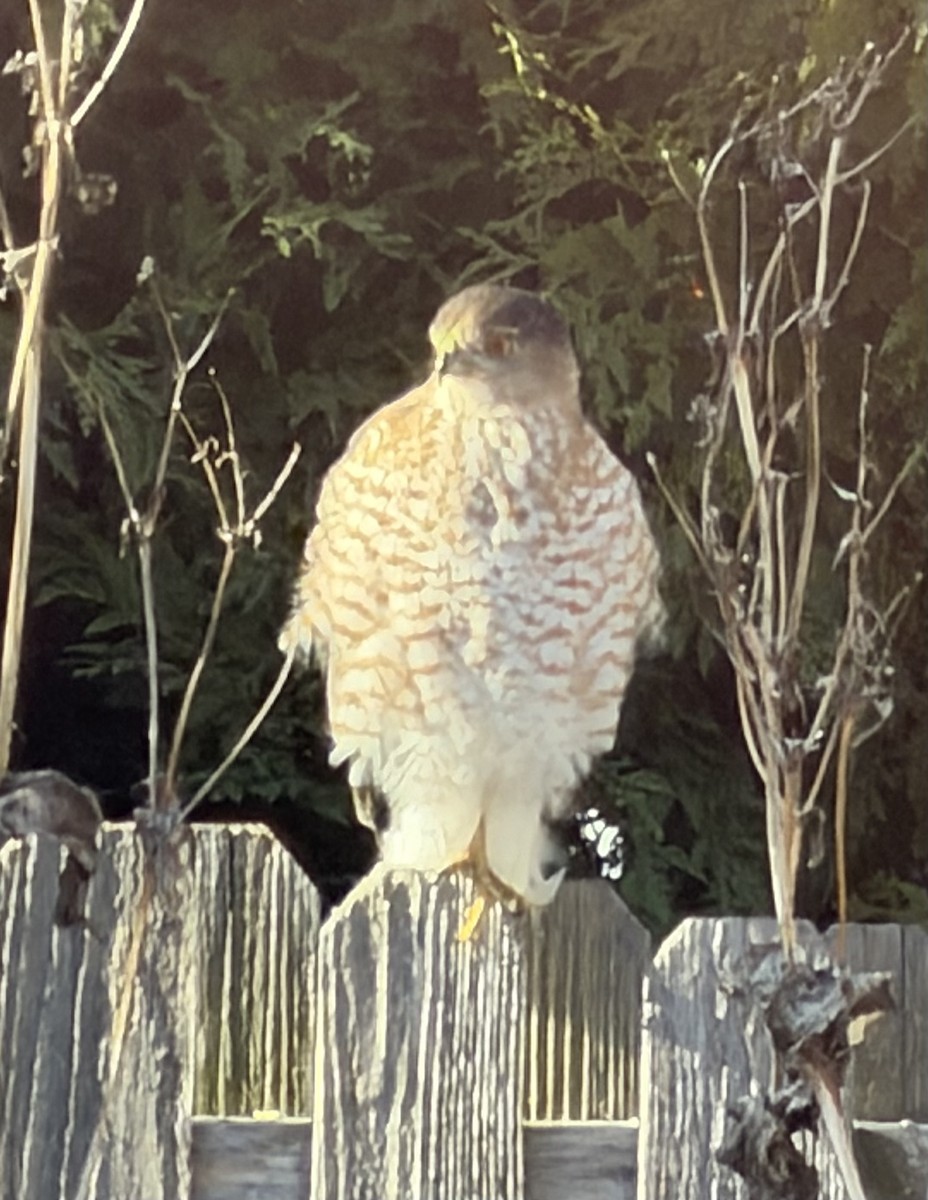 Gavilán de Cooper - ML647033215