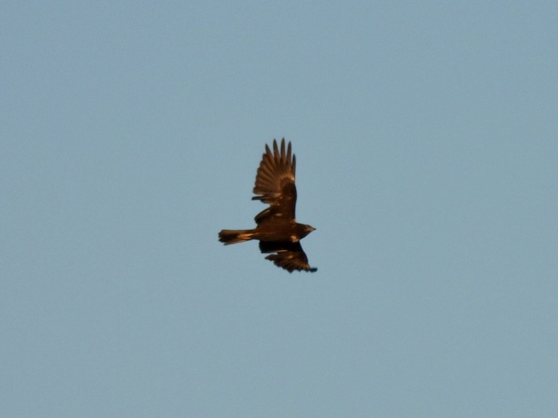 Western Marsh Harrier - ML647033217