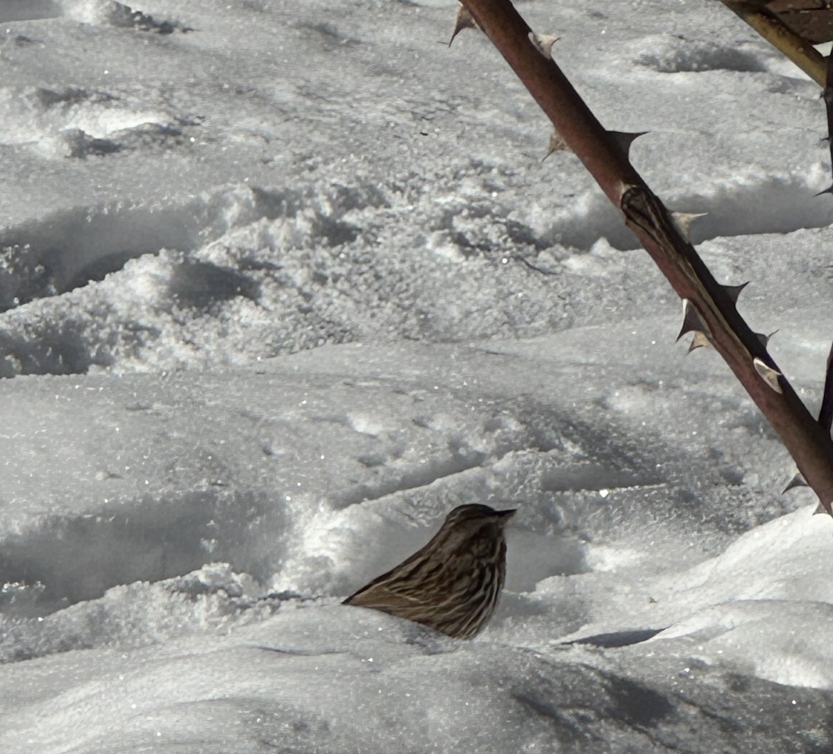 Chingolo Cantor - ML647033218